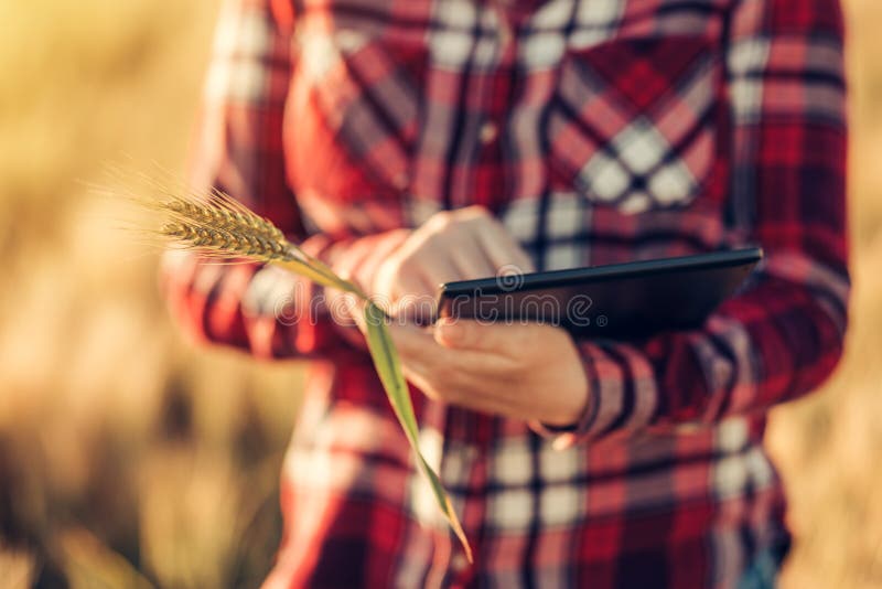 Smart farming, using modern technologies in agriculture stock images