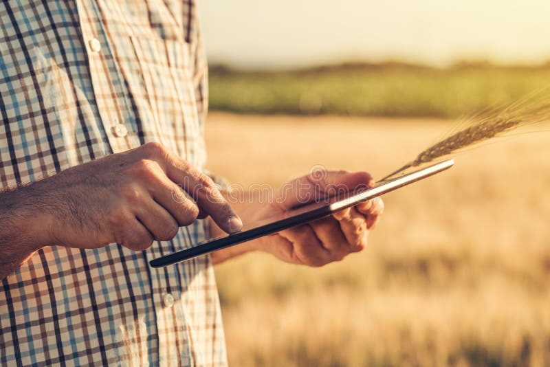 Smart farming, using modern technologies in agriculture royalty free stock image