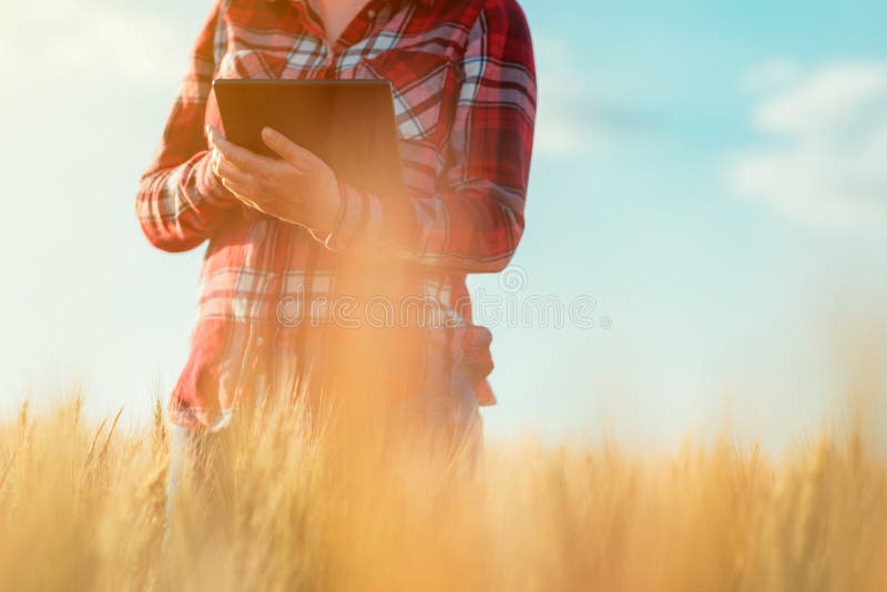 Smart farming, using modern technologies in agriculture royalty free stock photo