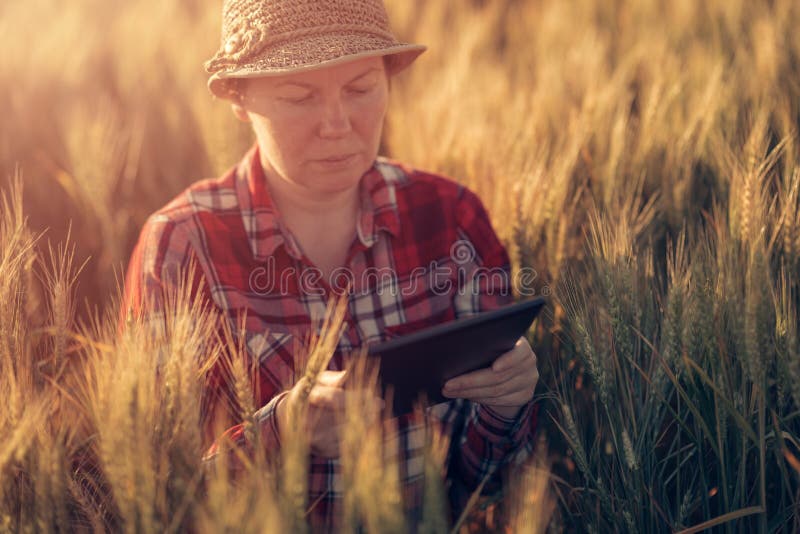 Smart farming, using modern technologies in agriculture royalty free stock photo