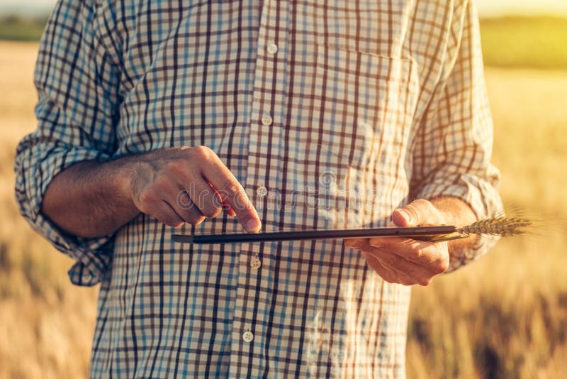 Smart farming, using modern technologies in agriculture royalty free stock image