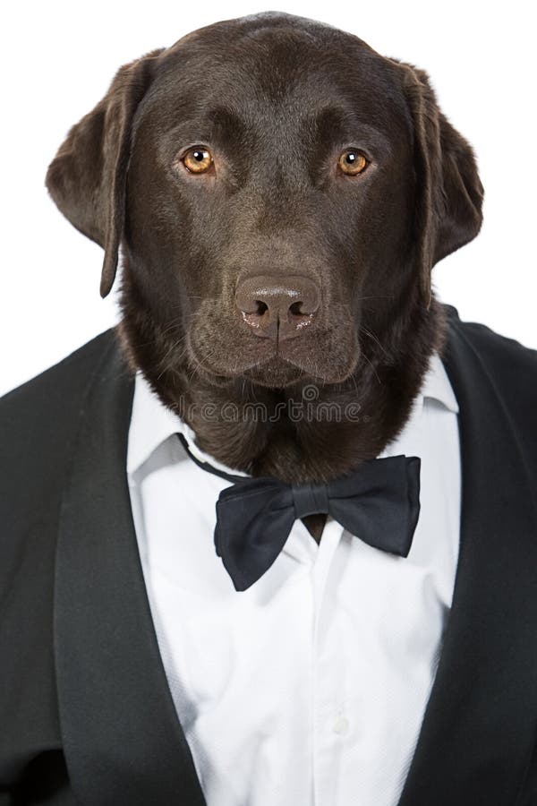 Smart Handsome Labrador in Tuxedo Stock Photo - Image of labrador, funny:  8522672