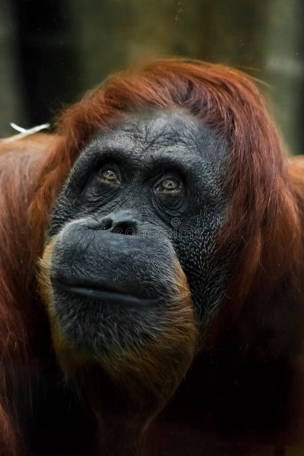Smart And Kind Face Of Red Orangutan  Close Up Stock Photo 
