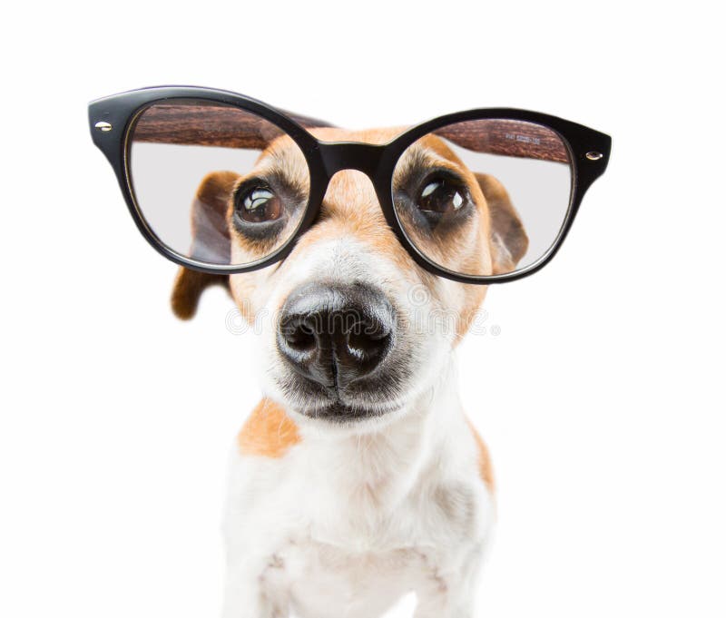 Smart nerd dog stock photo Image of doggie doggy Smart nerd dog stock photo Image of doggie doggy