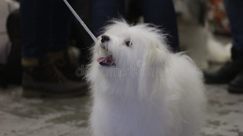 Smart och skämtsam fluffig hund som ser förlagen med förälskelse och fromhet, älsklings- show lager videofilmer