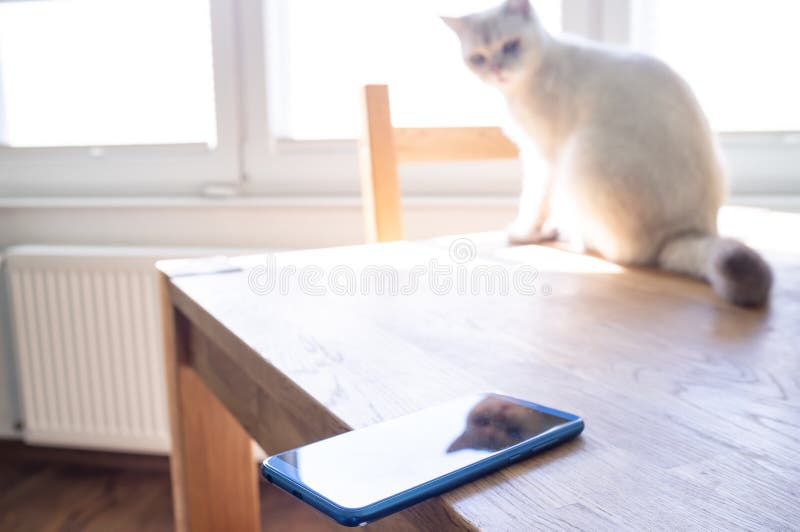 Smartphone finns i kanten av ett bord där en katt sitter och kan släppa telefonen. koncept för vårdslös fotografering för bildbyråer