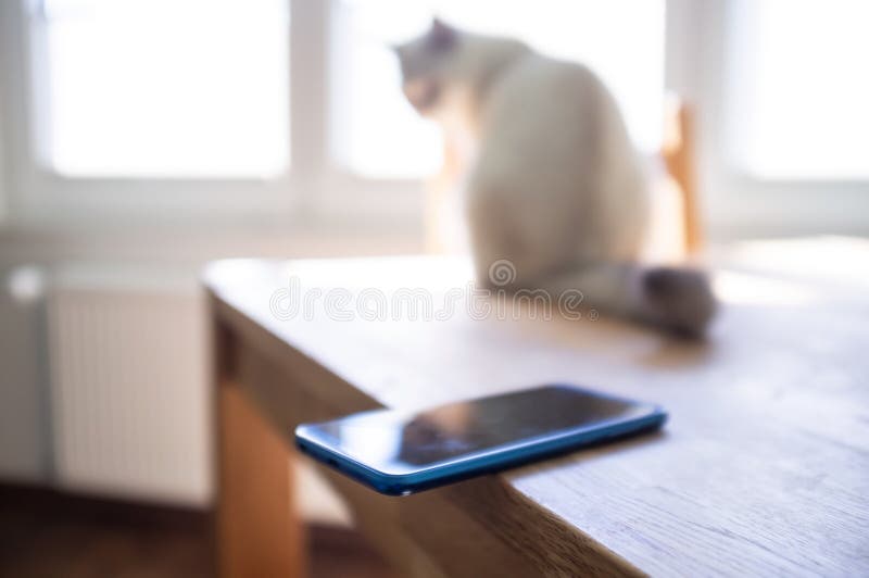 Smartphone finns i kanten av ett bord där en katt sitter och kan släppa telefonen. koncept för vårdslös fotografering för bildbyråer