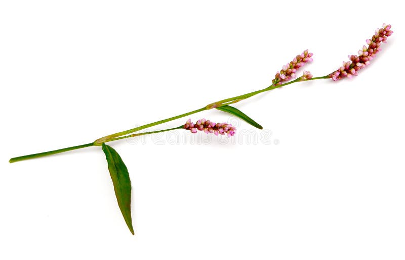 Smartweed images libres de droits Smartweed images libres de droits