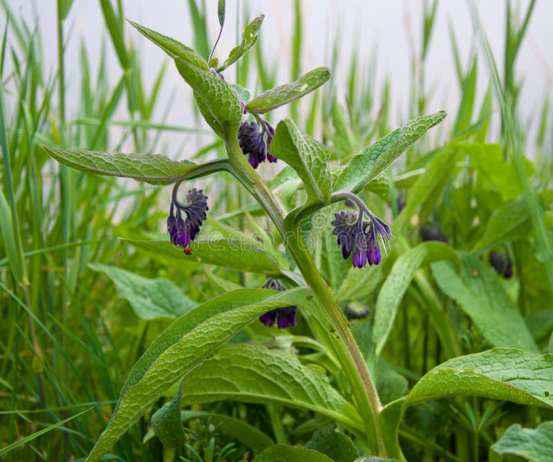 Flowering Comfrey plant in a blurred field. Flowering Comfrey plant in a blurred field