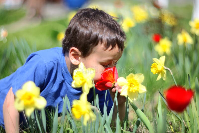 Smelling boy a flowers stock photo. Image of giving, face 55204848