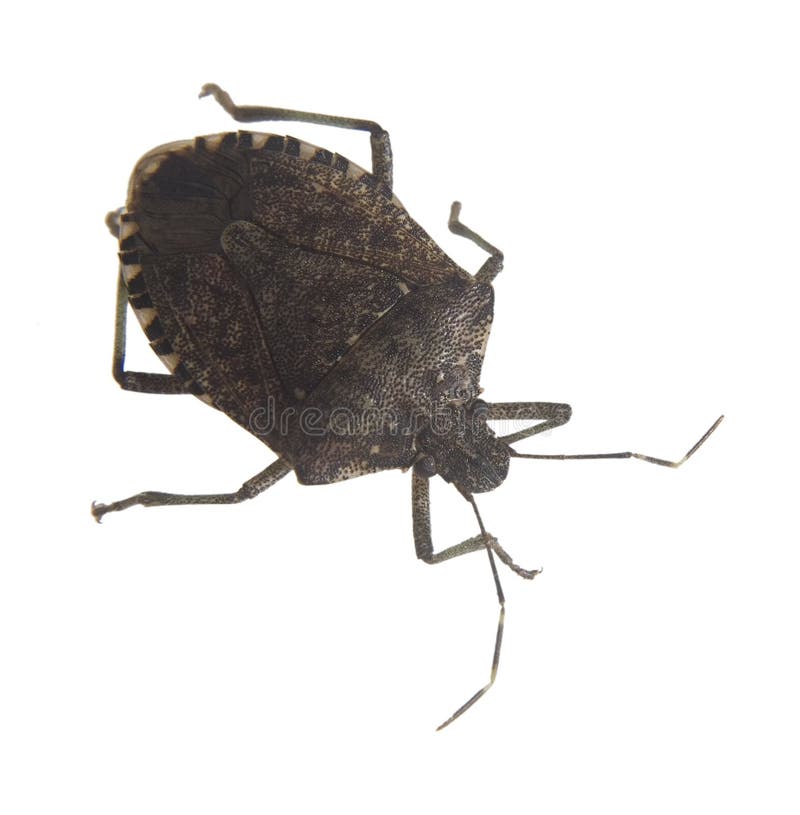 Stink bug that has been isolated on a white background. Stink bug that has been isolated on a white background