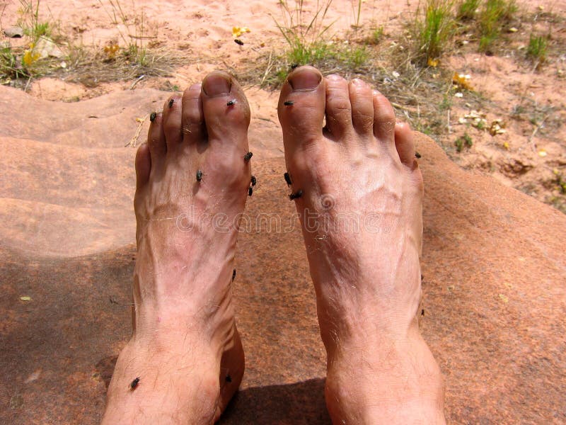 Smelly Feet stock image. Image of smell, flies, gross 1342817