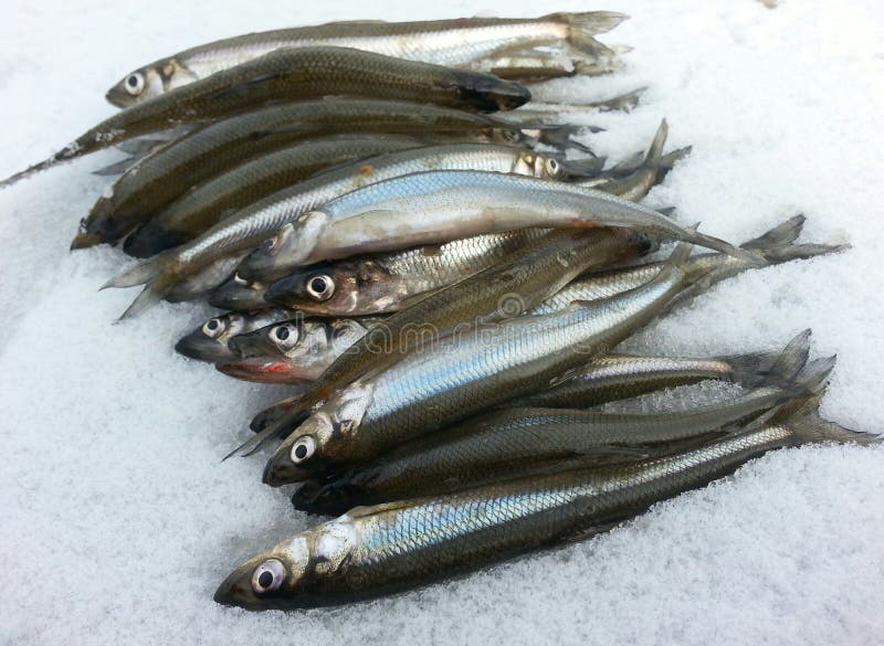 Ice Smelt Fishing Shack During A Cold But Sunny Day Of Winter In Stock