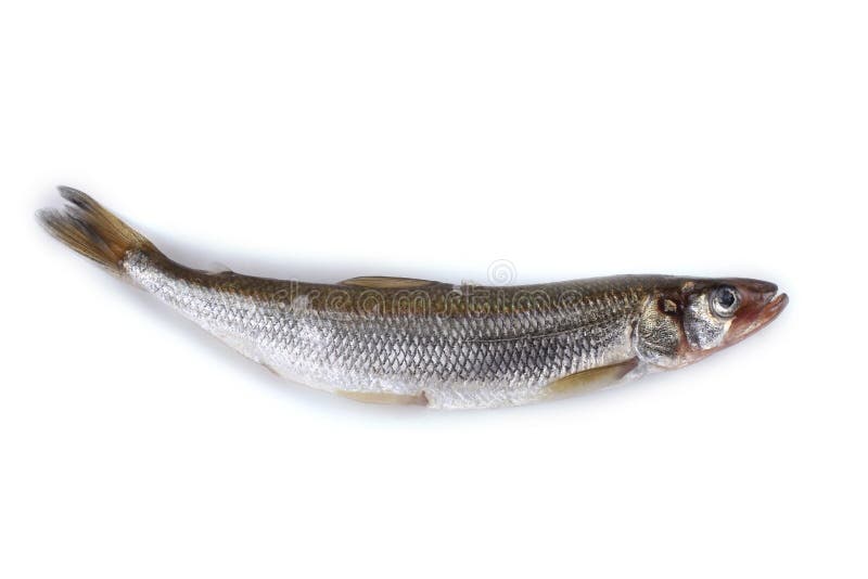 Smelt Fish Isolated on White. Big Pacific Smelt - Osmerus Mordax Stock  Image - Image of mordax, north: 227494625