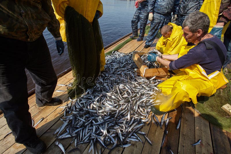 Smelt Fishing on the Neva River in St. Petersburg Editorial Stock
