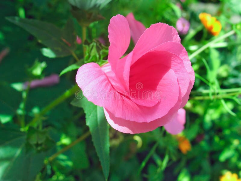 Smeltende roze lavatera bloem royalty-vrije stock foto