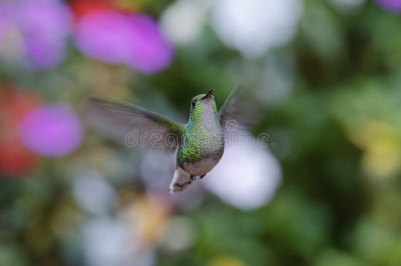 smeraldo dalla testa cuprica - cupreiceps di Elvira - Costa Rica fotografia stock libera da diritti smeraldo dalla testa cuprica - cupreiceps di Elvira - Costa Rica fotografia stock libera da diritti