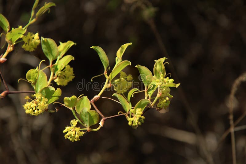 smilax obrazy royalty free smilax obrazy royalty free
