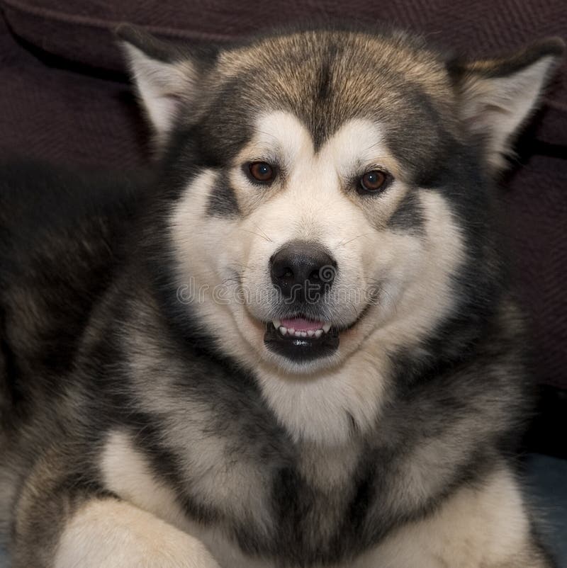 Smile Please Royalty Free Stock Image Image 131886