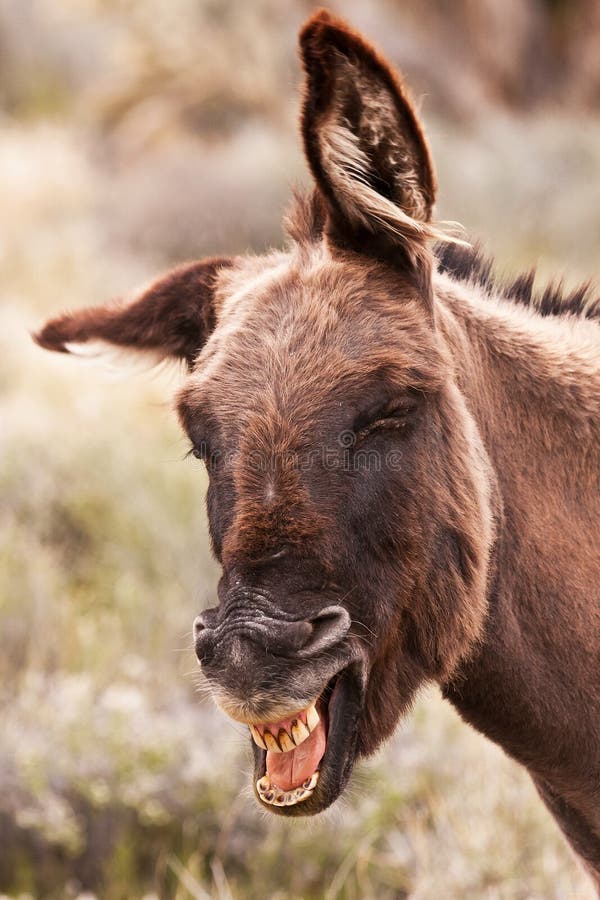 Smiley Face stock image. Image of mammal, burro, mule - 19094219