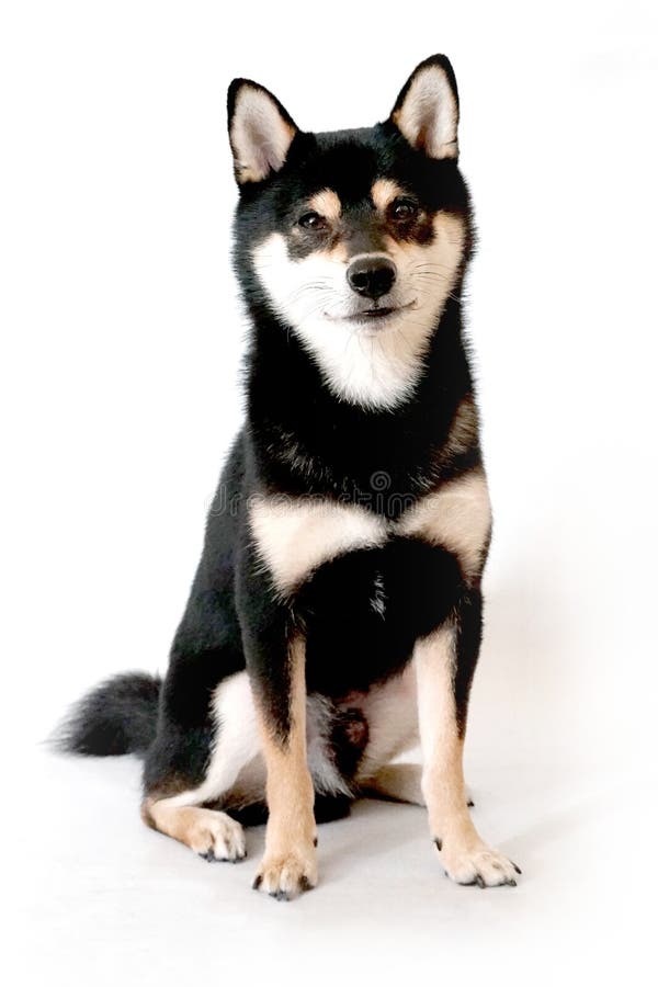 Shiba Inu Dog on Isolated White Background Stock Photo - Image of ...