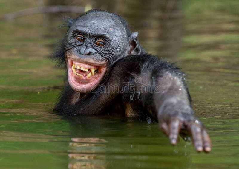167 Chimp Smiling Stock Photos - Free & Royalty-Free Stock Photos from  Dreamstime