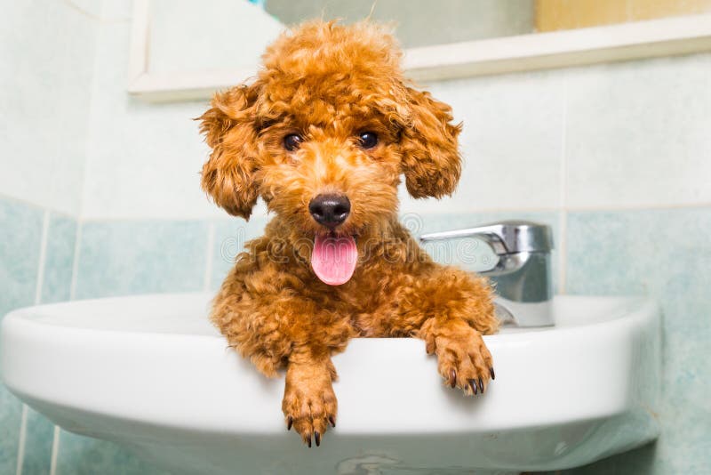 Smiling Brown Poodle Puppy Getting Ready for Bath in Basin Stock Photo