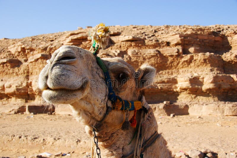 Smiling camel, Egypt