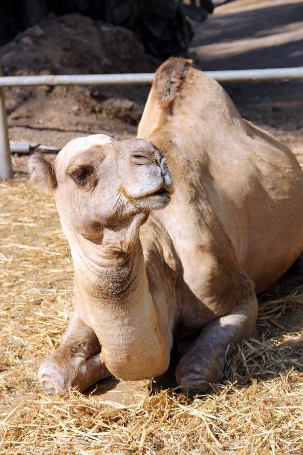 215 Camel Resting Ground Stock Photos - Free & Royalty-Free Stock ...