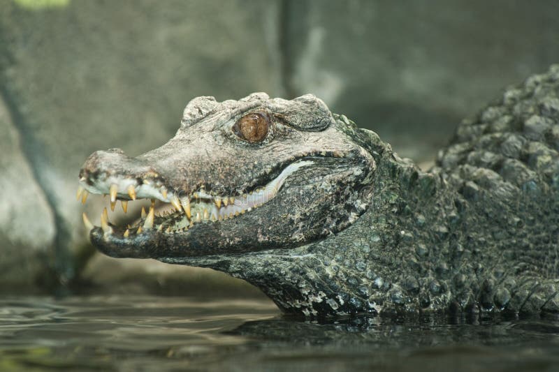 1,135 Crocodile Smile Stock Photos - Free & Royalty-Free Stock Photos from  Dreamstime