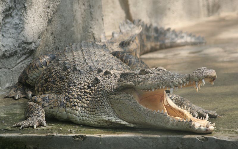 1,135 Crocodile Smile Stock Photos - Free & Royalty-Free Stock Photos from  Dreamstime