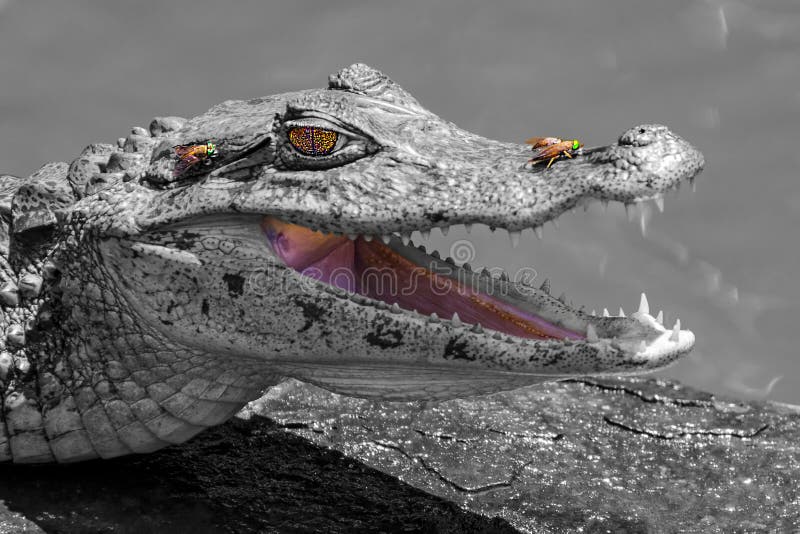 1,135 Crocodile Smile Stock Photos - Free & Royalty-Free Stock Photos from  Dreamstime