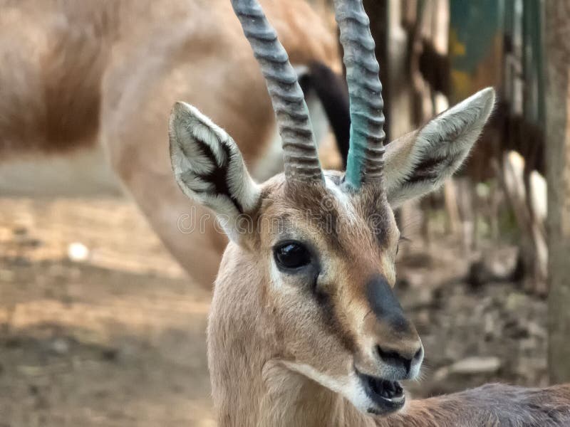 Smiling Deer, in India.