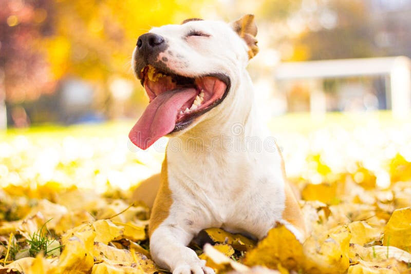 Smiling dog enjoying the beautiful sunny day