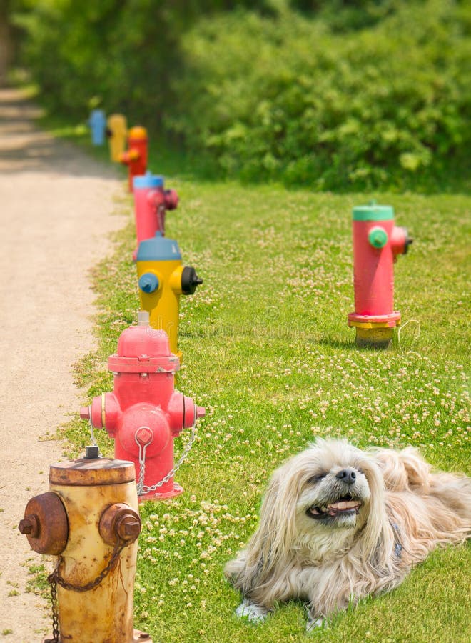 Smiling dog Fire hydrants