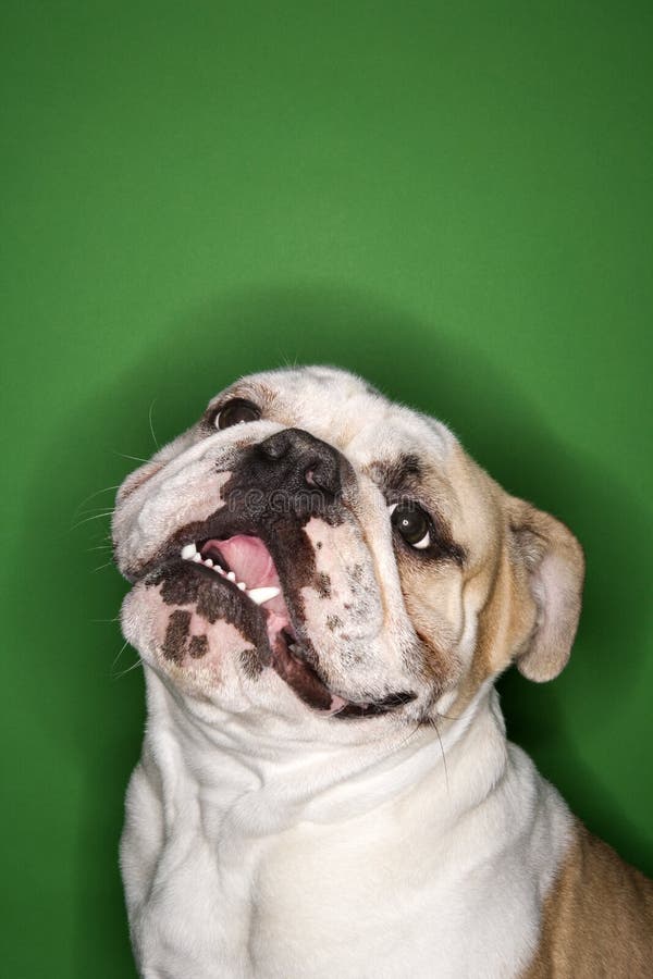 English Bulldog Wearing Lei. Stock Image - Image of colour, color: 2044529