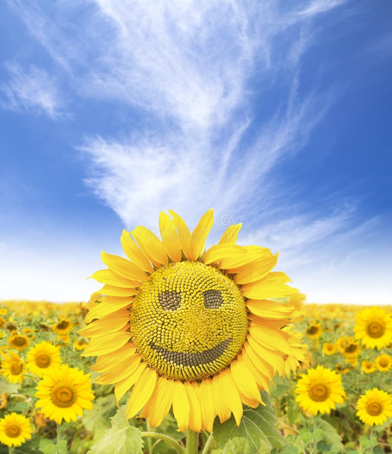 Smiling face of sunflower royalty free stock photography Smiling face of sunflower royalty free stock photography