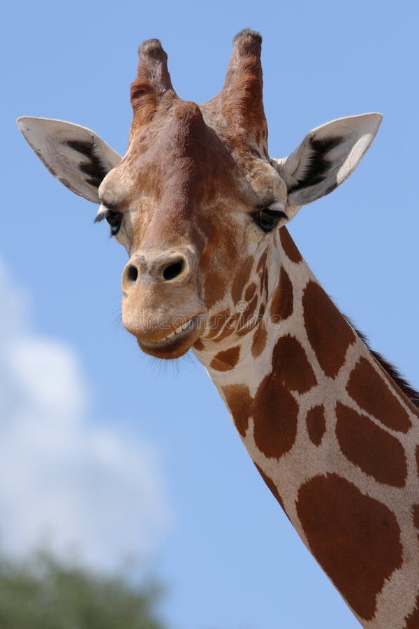 Smiling Giraffe