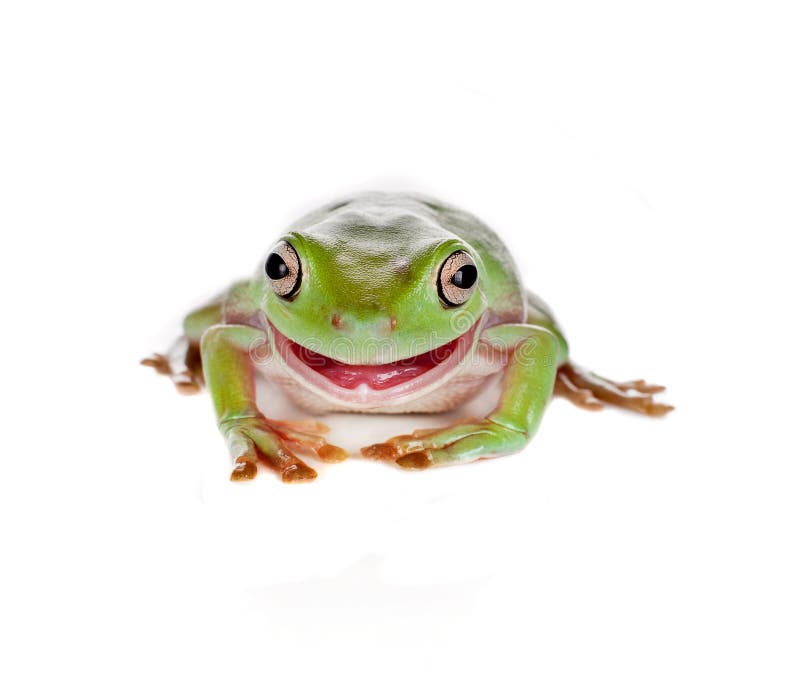 Smiling green tree frog