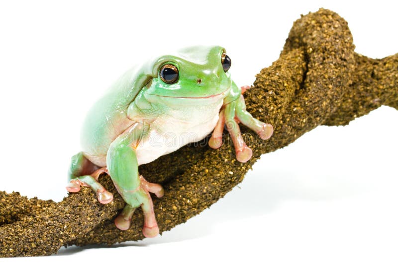 Smiling green tree frog