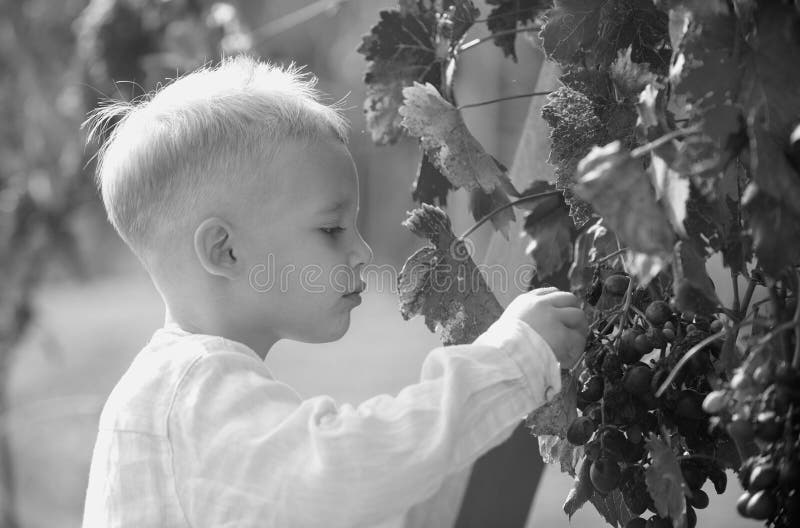 Smiling happy kid eating ripe grapes on grapevine background. Child with harvest. Kid portrait on vineyards. Kid picking royalty free stock photo