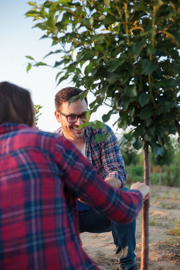 Smiling happy young female and male farmer and agronomist inspecting grafted fruit tree in a large orchard stock image Smiling happy young female and male farmer and agronomist inspecting grafted fruit tree in a large orchard stock image