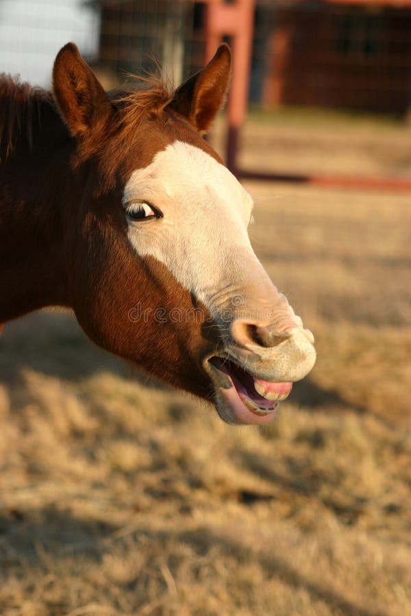 Smiling Horse