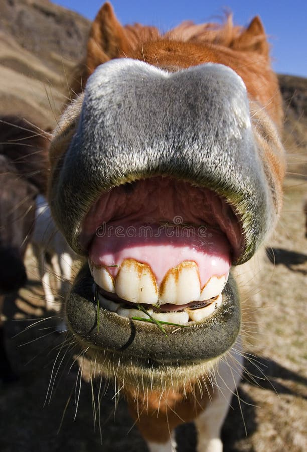 Cavalo sorrindo e mostrando dentes — Contexto, Luz do dia - Stock