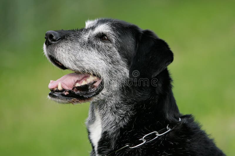 Smiling older dog