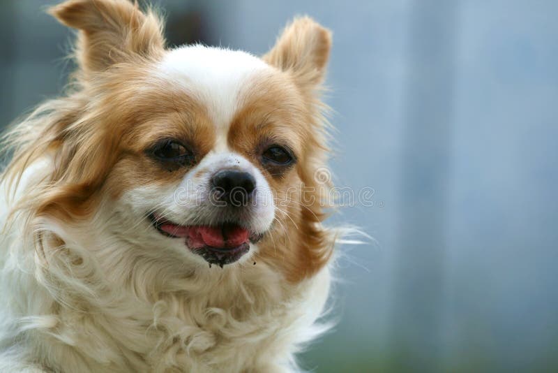 Smiling Papillon dog