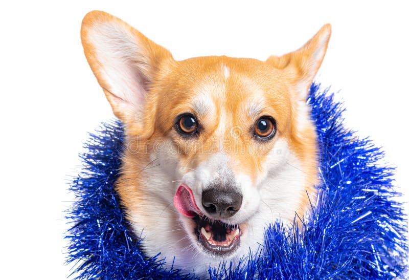 Smiling Pembroke Welsh Corgi Puppy with Tincel Stock Image - Image of ...