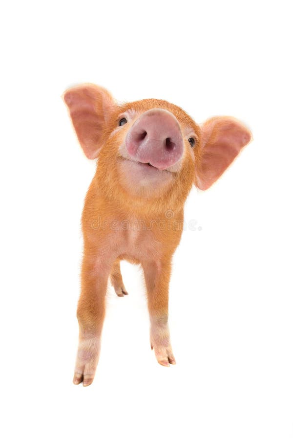 Smiling piglet isolated