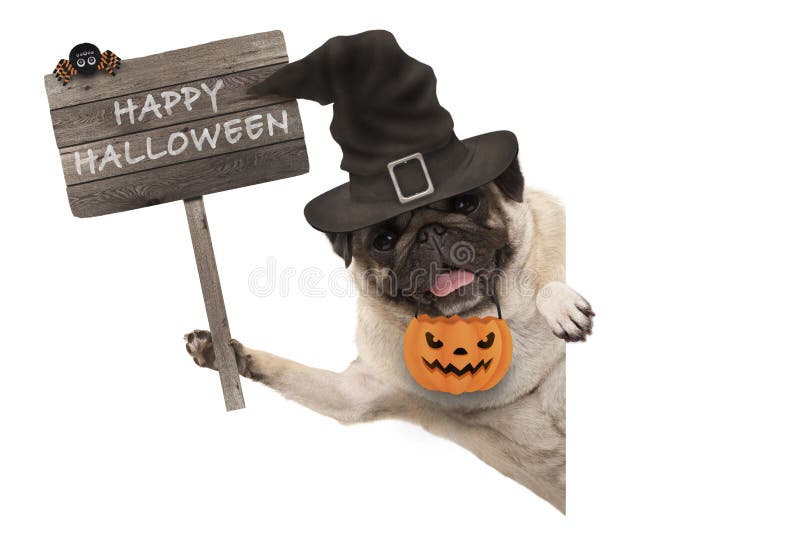 Smiling pug puppy dog holding up wooden sign with happy halloween and wearing witch hat and pumpkin, isolated on white background