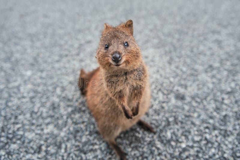 Smiling Quokka Stock Photos - Free & Royalty-Free Stock Photos from  Dreamstime